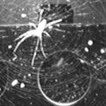 عودة «عنكبوت الفضاء».. الصين تعيد إحياء حلم ناسا لبناء منشآت عملاقة بالمدار