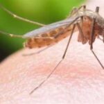 غزو الحشرات في بني سويف.. أسراب الناموس والذباب تهاجم المواطنين داخل منازلهم