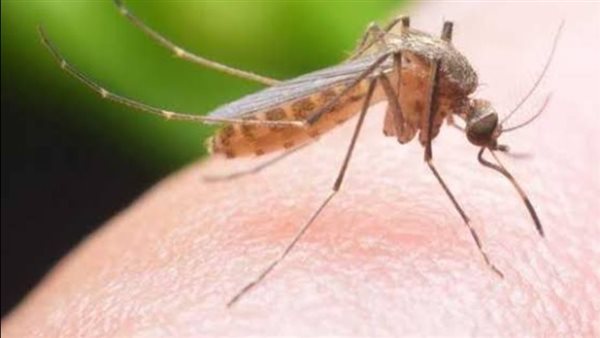 غزو الحشرات في بني سويف.. أسراب الناموس والذباب تهاجم المواطنين داخل منازلهم