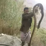 قتل أفعى كبيرة في عمران ووفاة امرأة بلدغة أفعى في حجة وسط مخاوف من انتشار الثعابين مع ارتفاع الحرارة