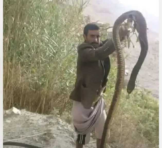 قتل أفعى كبيرة في عمران ووفاة امرأة بلدغة أفعى في حجة وسط مخاوف من انتشار الثعابين مع ارتفاع الحرارة