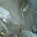 كارثة في حافة الشيخ عبدالله.. ثعبان عملاق يفاجئ السكان والنهاية كانت صادمة!