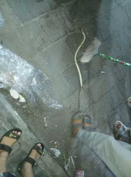 كارثة في حافة الشيخ عبدالله.. ثعبان عملاق يفاجئ السكان والنهاية كانت صادمة!