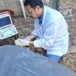 محافظ أسيوط يسلم 132 رأس أغنام لـ 61 أسرة بالقوصية لدعم الإنتاج الحيواني