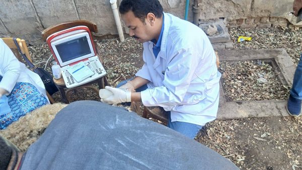 محافظ أسيوط يسلم 132 رأس أغنام لـ 61 أسرة بالقوصية لدعم الإنتاج الحيواني