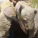 من أفريقيا إلى طبق طعام بالضالع!تفاصيل صادمة عن اصطياد طائر نادر في اليمن