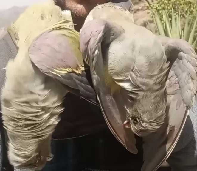 من أفريقيا إلى طبق طعام بالضالع!تفاصيل صادمة عن اصطياد طائر نادر في اليمن