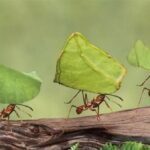 منها الليمون والفلفل.. طرق طبيعية وفعالة للتخلص من «النمل» في فصل صيف