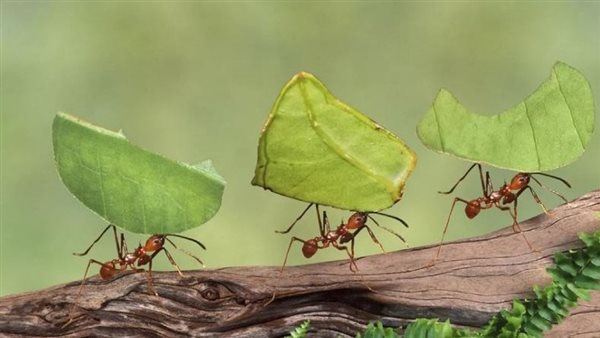 منها الليمون والفلفل.. طرق طبيعية وفعالة للتخلص من «النمل» في فصل صيف