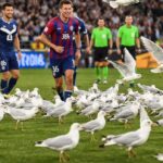 واقعة طريفة.. طيور النورس تقتحم ملعب مباراة بالدوري الأسترالي