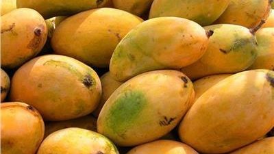 المانجو في خطر.. تحذيرات من تأثير التقلبات الجوية على المحاصيل الزراعية- نبض مصر
