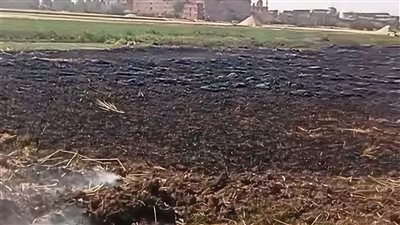 النيران تلتهم محصول قمح عدد من الأراضي الزراعية بالشرقية- نبض مصر