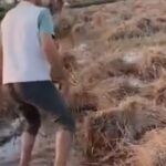 انفجار خط مياه يُغرق أرض قمح في “هواه – المقطع” ويقضي على موسم زراعي كامل