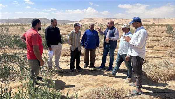 بحوث الصحراء يواصل دعم مزارعي التجمعات التنموية بوسط سيناء بشتلات ومستلزمات زراعية- نبض مصر
