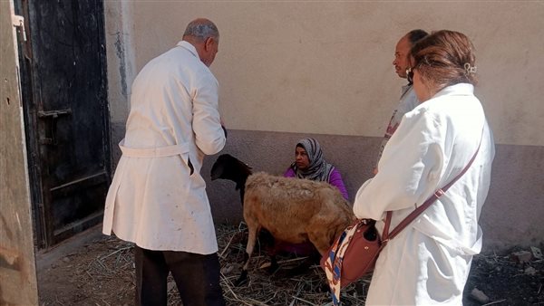 تحصين 111 ألف رأس ماشية ضد الحمى القلاعية والجلد العقدي- نبض مصر