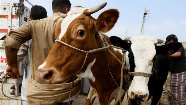 تناقض في سوق الأضاحي.. القصابون يؤكدون زيادة الأسعار 20% والفلاحين تنفي- نبض مصر