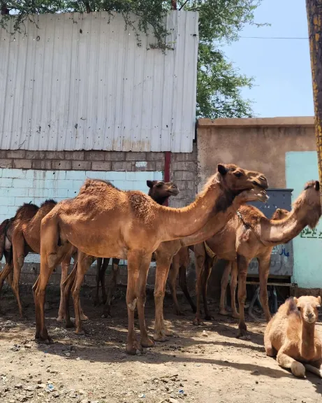 صنعاء.. الإدارة العامة للنظافة تُفرج عن قطعان الجمال المحتجزة وتُلزم مُلاكها بضوابط جديدة- نبض مصر