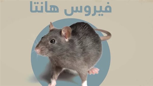 عاجل.. بعد تفشيه.. منظمة الصحة تصدر إرشادات لفيروس هانتا وتكشف عن أبرز أعراضه- نبض مصر