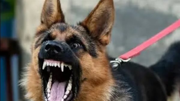 كلب يعقر 15 شخصًا بينهم أطفال بكفرالشيخ- نبض مصر