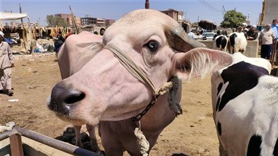 ما العيوب التي تمنع صحة الأضحية؟.. أمين الفتوى يجيب- نبض مصر