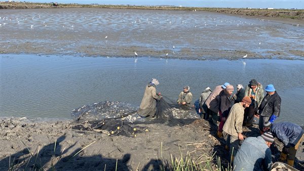 مزرعة برسيق تسجل 66 طنا من الأسماك في أحدث عمليات الصيد- نبض مصر