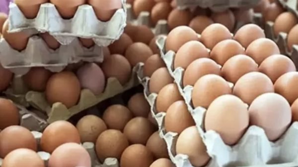 مقلي ولا مسلوق.. أضرار البيض على جسم الإنسان- نبض مصر