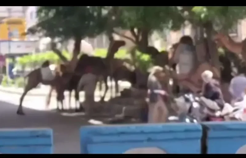 موجة غضب شعبي وبيئي في صنعاء بعد تقطيع أشجار الشوارع علفًا للجمال- نبض مصر