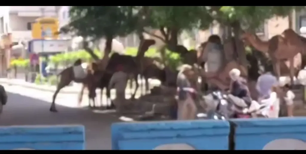 موجة غضب شعبي وبيئي في صنعاء بعد تقطيع أشجار الشوارع علفًا للجمال