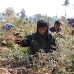 موسم البصل في خطر.. ارتفاع التكاليف يشعل أزمة بين المزارعين والأسواق بالفيوم