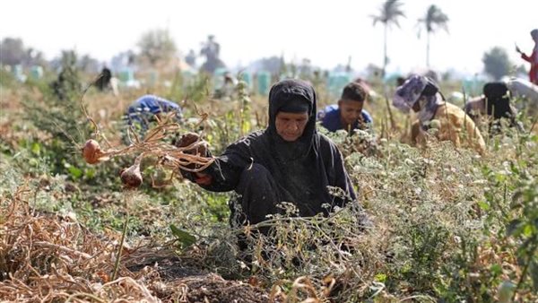موسم البصل في خطر.. ارتفاع التكاليف يشعل أزمة بين المزارعين والأسواق بالفيوم