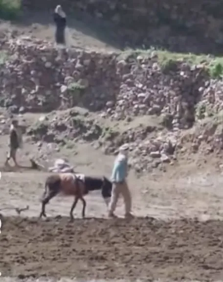نهاية مأساوية لوالد الفتاة التي ظهرت في فيديو وهي تطلق النار على حمار في ذمار- نبض مصر