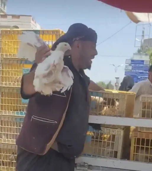 الدواجن في اليمن