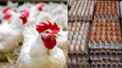 هياكل الدواجن منتج آمن وقيمتها الغذائية “اقتصادية”- نبض مصر